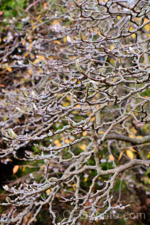 The winter-bare tracery of branches of the Star Magnolia (<i>Magnolia stellata [syn. Magnolia kobus var. stellata]). This large deciduous shrub or small tree with very distinctive strappy petals is a native of Japan. There is slight suspicion that it is not a true species. Order: Magnoliales, Family: Magnoliaceae