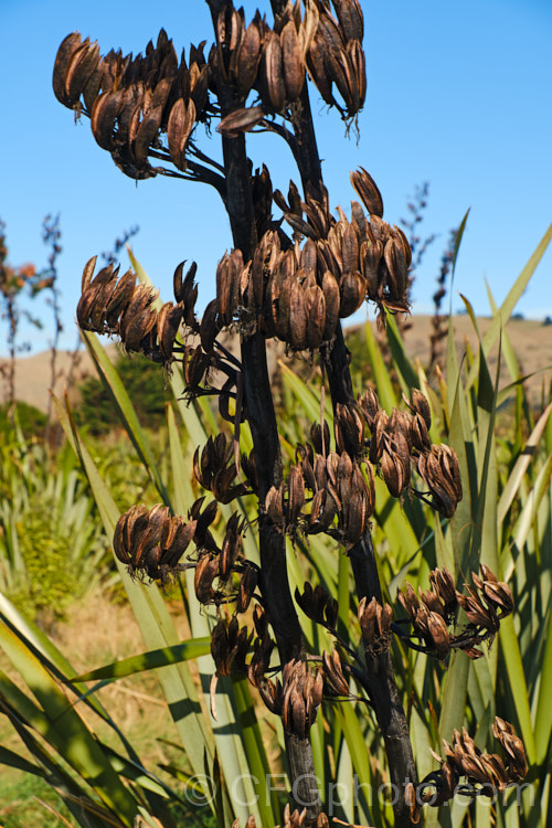 Dried flower stems and seed pods of New Zealand Flax (<i>Phormium tenax</i>), an evergreen perennial with long sword-shaped leaves. A native of New Zealand, it is now grown as an ornamental but was once harvested for its leaf fibres. The flowers, borne on stems to over 3m tall, are very nectar rich and popular with birds. Order: Asparagales, Family: Asphodelaceae