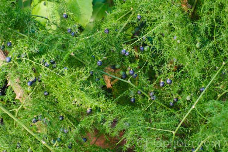 Climbing Asparagus. Fern (<i>Asparagus setaceus [syns. Asparagus plumosus, Protoasparagus plumosus]) with the black fruits that follow the tiny cream flowers. This scrambling, evergreen, rhizomatous perennial is often grown as a house plant but can become a garden escapee. Native to South Africa's Western Cape, it can be invasive and is considered a weed in many areas, most notably much of Australia. asparagus-2372htm'>Asparagus.