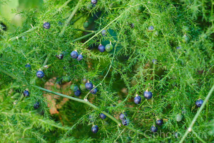 Climbing Asparagus. Fern (<i>Asparagus setaceus [syns. Asparagus plumosus, Protoasparagus plumosus]) with the black fruits that follow the tiny cream flowers. This scrambling, evergreen, rhizomatous perennial is often grown as a house plant but can become a garden escapee. Native to South Africa's Western Cape, it can be invasive and is considered a weed in many areas, most notably much of Australia. asparagus-2372htm'>Asparagus.