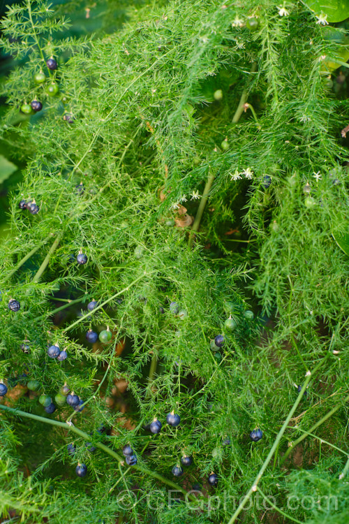 Climbing Asparagus. Fern (<i>Asparagus setaceus [syns. Asparagus plumosus, Protoasparagus plumosus]) with the black fruits that follow the tiny cream flowers. This scrambling, evergreen, rhizomatous perennial is often grown as a house plant but can become a garden escapee. Native to South Africa's Western Cape, it can be invasive and is considered a weed in many areas, most notably much of Australia. asparagus-2372htm'>Asparagus.