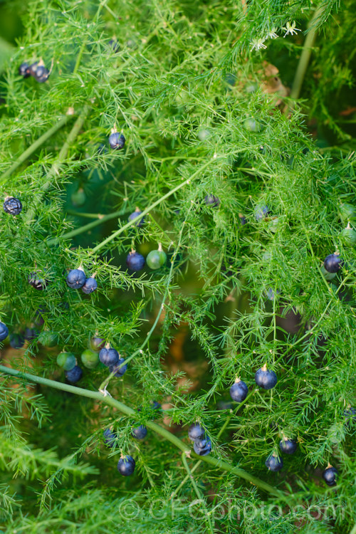 Climbing Asparagus. Fern (<i>Asparagus setaceus [syns. Asparagus plumosus, Protoasparagus plumosus]) with the black fruits that follow the tiny cream flowers. This scrambling, evergreen, rhizomatous perennial is often grown as a house plant but can become a garden escapee. Native to South Africa's Western Cape, it can be invasive and is considered a weed in many areas, most notably much of Australia. asparagus-2372htm'>Asparagus.