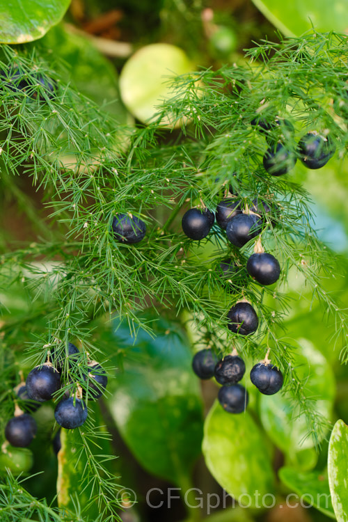 Climbing Asparagus. Fern (<i>Asparagus setaceus [syns. Asparagus plumosus, Protoasparagus plumosus]) with the black fruits that follow the tiny cream flowers. This scrambling, evergreen, rhizomatous perennial is often grown as a house plant but can become a garden escapee. Native to South Africa's Western Cape, it can be invasive and is considered a weed in many areas, most notably much of Australia. asparagus-2372htm'>Asparagus.