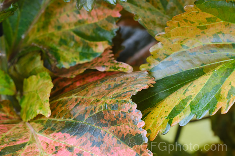 Close-up of the foliage of <i>Acalypha wilkesiana</i>) 'Macafeeana', a cultivar of Jacob's Coat, Copperleaf or Fijian Fire Plant, a shrub native to the tropical Pacific Islands. Its flower tassels are attractive, but it is primarily a foliage plant. Order: Malpighiales, Family: Euphorbiaceae