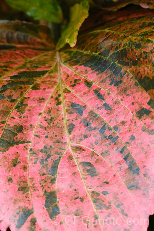 Close-up of the foliage of <i>Acalypha wilkesiana</i>) 'Macafeeana', a cultivar of Jacob's Coat, Copperleaf or Fijian Fire Plant, a shrub native to the tropical Pacific Islands. Its flower tassels are attractive, but it is primarily a foliage plant. Order: Malpighiales, Family: Euphorbiaceae