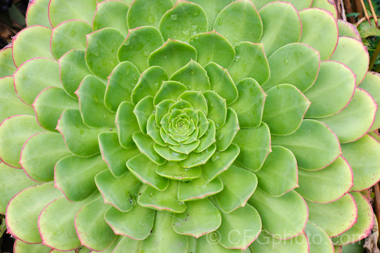 Foliage rosette of <i>Aeonium canariense</i>, an evergreen succulent shrub-like perennial from the Canary Islands. It bears showy heads of pale-yellow flowers in spring. Order: Saxifragales, Family: Crassulaceae