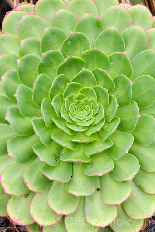 Foliage rosette of <i>Aeonium canariense</i>, an evergreen succulent shrub-like perennial from the Canary Islands. It bears showy heads of pale-yellow flowers in spring. Order: Saxifragales, Family: Crassulaceae