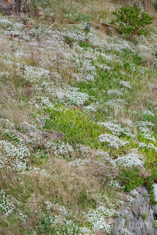 Sweet Alyssum (<i>Lobularia maritima [syn. Alyssum maritimum]), a popular southern European perennial often used as an annual for edging or spilling over banks. As shown-here, it often self-sows, naturalises and can flower year-round in mild areas. This wild patch was flowering heavily in mid-winter. lobularia-3102htm'>Lobularia. .