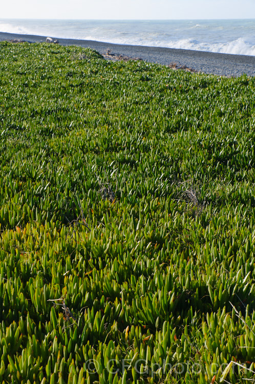 Hottentot. Fig or Iceplant (<i>Carpobrotus edulis</i>), a South African succulent that has naturalised in many areas, particularly near the coast. The flower is followed by an edible watery fruit that resembles a fig with its seed-filled pulp. It is evergreen and is shown here in mid-winter with a rough. Pacific. Ocean in the background. carpobrotus-2650htm'>Carpobrotus. <a href='aizoaceae-plant-family-photoshtml'>Aizoaceae</a>.