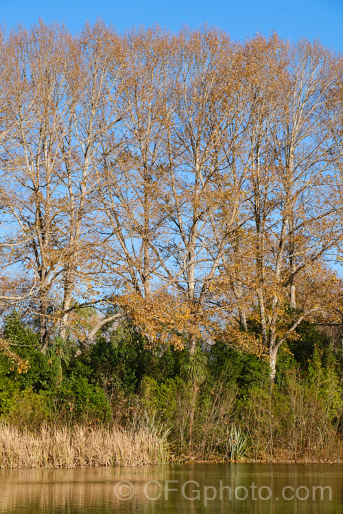 Balsam Poplar or Balm of Gilead (<i>Populus balsamifera</i>), a deciduous tree to 30m tall native to northern North America and eastern Russia. The young twigs and buds are very resinous. Order: Malpighiales, Family: Salicaceae