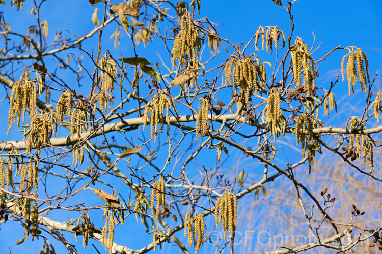 Red Alder (<i>Alnus rubra</i>) in winter. This 20-35m tall deciduous tree is native to western North America, where it occurs from southern Alaska to northern California. The common name comes not from the male catkins, which are red when mature, but from the bright orange-red under-bark that is exposed when the pale grey surface is cut or scraped. NativeAmericans used the red alder bark in medicines and to make dyes. alnus-2121htm'>Alnus. <a href='betulaceae-plant-family-photoshtml'>Betulaceae</a>.