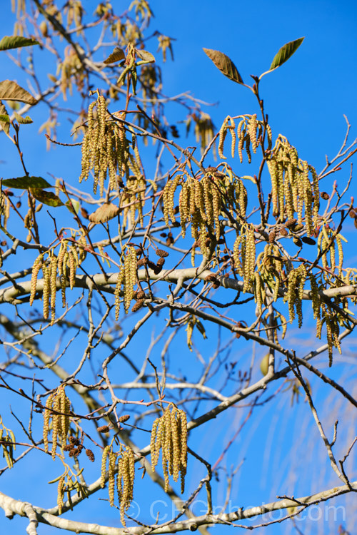 Red Alder (<i>Alnus rubra</i>) in winter. This 20-35m tall deciduous tree is native to western North America, where it occurs from southern Alaska to northern California. The common name comes not from the male catkins, which are red when mature, but from the bright orange-red under-bark that is exposed when the pale grey surface is cut or scraped. NativeAmericans used the red alder bark in medicines and to make dyes. alnus-2121htm'>Alnus. <a href='betulaceae-plant-family-photoshtml'>Betulaceae</a>.