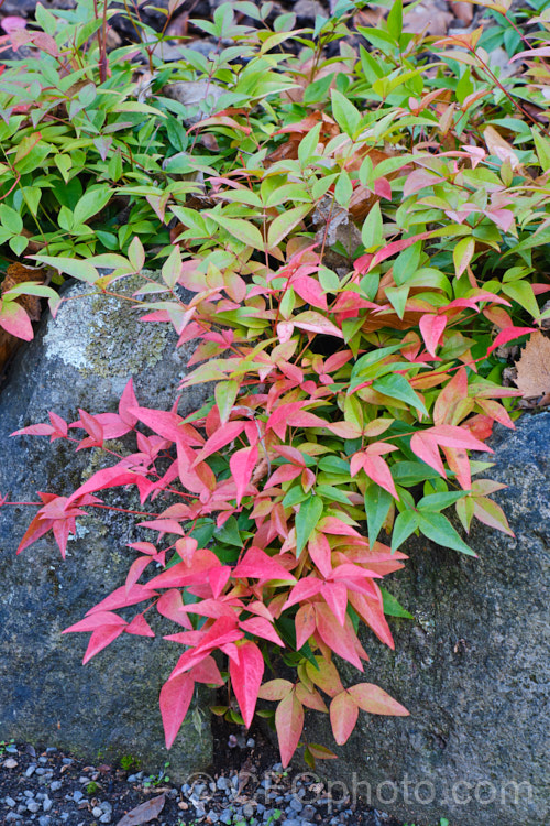 Nandina domestica 'Harbor Belle' (<i>Jaytee</i>), a low, spreading cultivar of Heavenly. Bamboo, a can-stemmed shrub found naturally from India to Japan, which is grown primarily for its brightly coloured winter foliage. It grows to around 30cm high and can spread to over 1m.