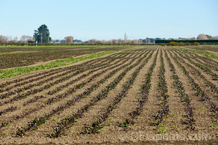 A field of young. Beetroot or Garden. Beet (<i>Beta vulgaris subsp. vulgaris</i>) plants. This vegetable is cultivated mainly for its edible roots, though the foliage may also be eaten. Garden forms are available in a range of stem and root colours. The bright purple-red-rooted form is the most common. beta-2601htm'>Beta. Order: Caryophyllales, Family: Amaranthaceae