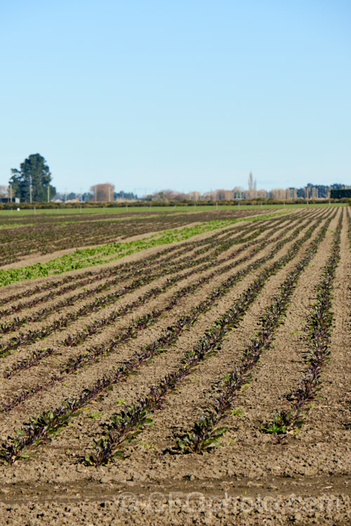 A field of young. Beetroot or Garden. Beet (<i>Beta vulgaris subsp. vulgaris</i>) plants. This vegetable is cultivated mainly for its edible roots, though the foliage may also be eaten. Garden forms are available in a range of stem and root colours. The bright purple-red-rooted form is the most common. beta-2601htm'>Beta. Order: Caryophyllales, Family: Amaranthaceae