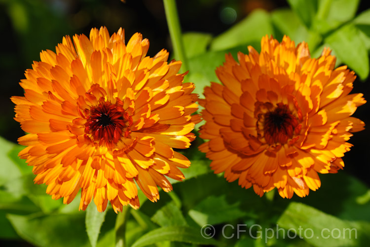 A double-flowered form of Pot. Marigold or Scotch Marigold (<i>Calendula officinalis</i>), an annual or short-lived perennial that flowers in winter and early spring. In addition to being used as a bedding plant, it has extensive herbal and medicinal uses.