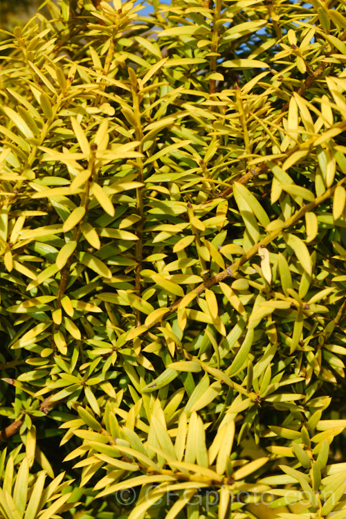 The winter foliage of the Golden Totara (<i>Podocarpus totara 'Aurea'), a golden yellow-foliaged form of the Totara, a coniferous tree native to New Zealand It is slower growing and ultimately smaller than the species, reaching around 15m tall Order: Araucariales, Family: Podocarpaceae