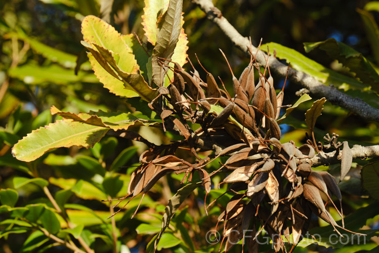 The dried and open seed capsules of Rewa. Rewa or New Zealand Honeysuckle (<i>Knightia excelsa</i>), a 10-30m tree native to New Zealand A protea family plant, it has beautifully grained wood. The red flowers open from bud clusters covered in red-brown indumentum. grevillea-2011htm'>Grevillea... knightia-2510htm'>Knightia.