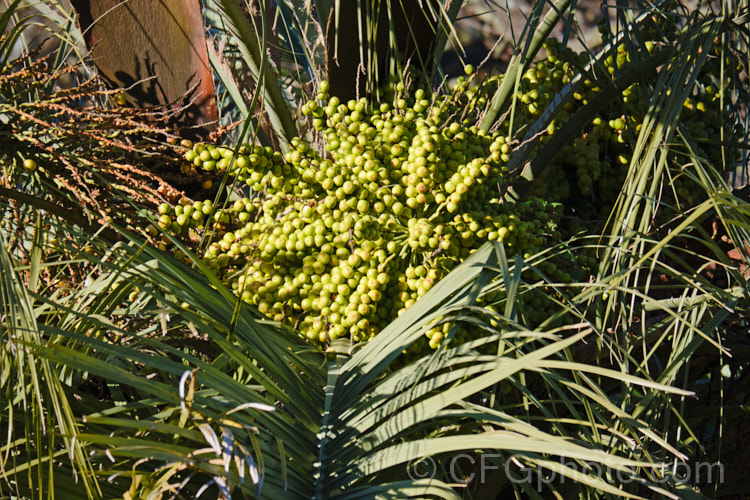 The fruit of the Yatay, Wine. Palm or Jelly Palm (<i>Butia capitata</i>), a 5-6m tall feather palm from Brazil, Uruguay and Argentina. Its arching blue-grey fronds are a distinctive feature.