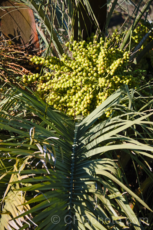 The fruit of the Yatay, Wine. Palm or Jelly Palm (<i>Butia capitata</i>), a 5-6m tall feather palm from Brazil, Uruguay and Argentina. Its arching blue-grey fronds are a distinctive feature.