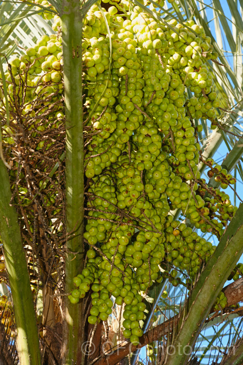 The fruit of the Yatay, Wine. Palm or Jelly Palm (<i>Butia capitata</i>), a 5-6m tall feather palm from Brazil, Uruguay and Argentina. Its arching blue-grey fronds are a distinctive feature.