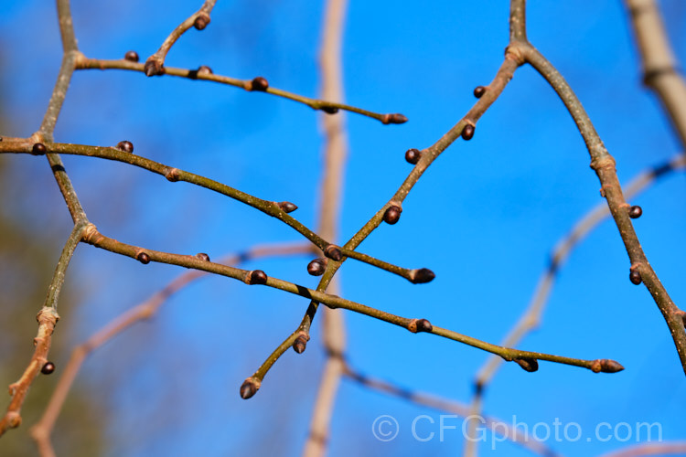 The winter buds of the Wych Elm (<i>Ulmus glabra</i>), a round headed Eurasian deciduous tree with lush foliage and an abundance of seed capsules (samara</i>) in spring. Order: Rosales, Family: Ulmaceae