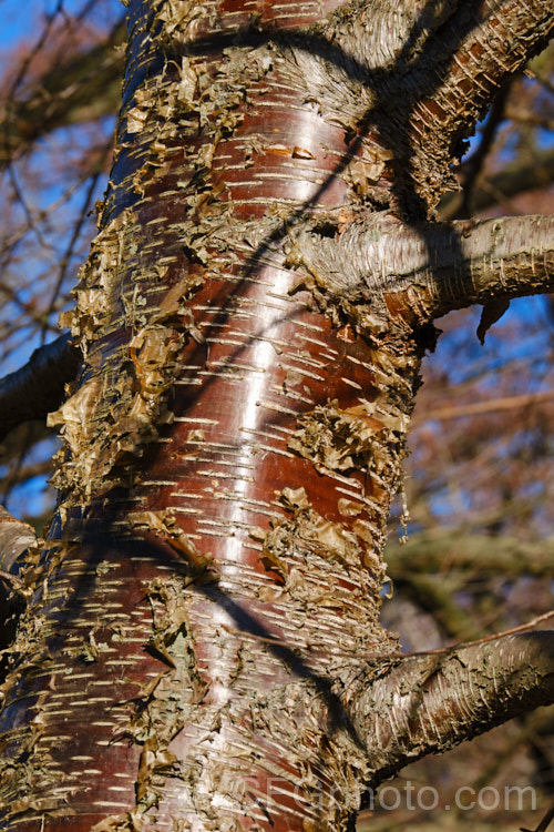 The bark of the Sweet Birch, Cherry Birch or Mahogany. Birch (<i>Betula lenta</i>), a deciduous tree up to 20m tall, native to eastern North America. The tree can be tapped in spring to produce a molasses-like syrup from its sap and its roots were a source of oil of wintergreen. The peeling bark is often very reminiscent of that of the Birch. Bark. Cherry (<i>Prunus serrula</i>). betula-2077htm'>Betula. <a href='betulaceae-plant-family-photoshtml'>Betulaceae</a>.