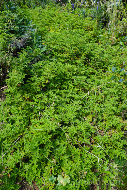 The foliage of Lemon-scented. Geranium (<i>Pelargonium crispum</i>), a strongly aromatic. South African shrub that grows to around 80cm high and over 1m wide. The flowers are pale pink with darker central markings. pelargonium-2480htm'>Pelargonium.