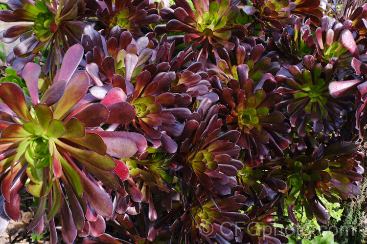 <i>Aeonium arboreum</i> 'Atropurpureum', a red-purple- to maroon-foliaged form (not as dark as 'Schwarzkopf) of a bushy succulent native to Gran Canaria Island The flowers open in early spring. Mature clumps cover a large area and can have flower stems over 15m tall. Order: Saxifragales, Family: Crassulaceae