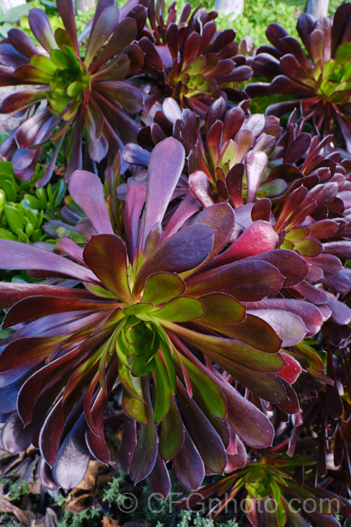 <i>Aeonium arboreum</i> 'Atropurpureum', a red-purple- to maroon-foliaged form (not as dark as 'Schwarzkopf) of a bushy succulent native to Gran Canaria Island The flowers open in early spring. Mature clumps cover a large area and can have flower stems over 15m tall. Order: Saxifragales, Family: Crassulaceae