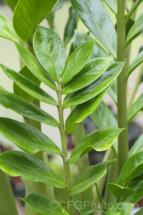 Zamioculcas zamiifolia, an evergreen perennial that occurs in East Africa from Kenya to northern South Africa. While grown primarily for its lush and glossy, cycad-like foliage, it will produce typical aroid flowerheads on stems that form at the base of the plant.