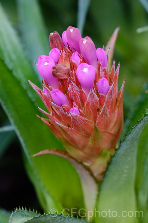 The flowers of <i>Aechmea recurvata</i>, a bromeliad found over much of warm-temperate to subtropical South America. Order: Poales, Family: Bromeliaceae