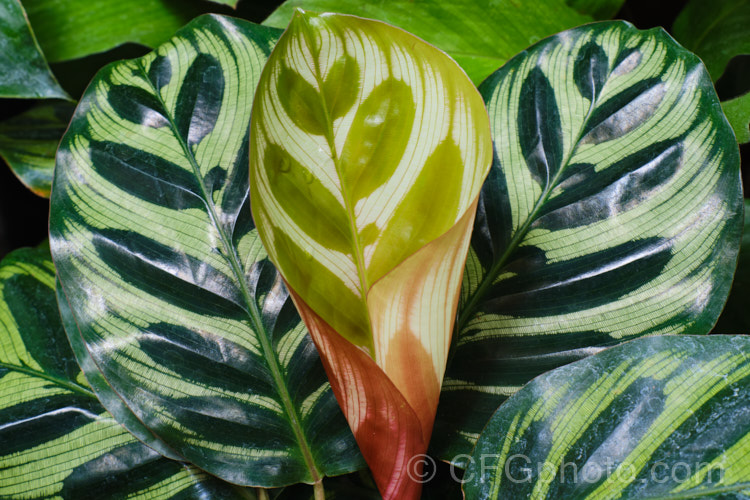 Peacock Plant or Cathedral. Windows (<i>Calathea makoyana</i>), a Brazilian evergreen rhizomatous perennial often grown as a house plant. The leaves are up to 35cm long. It is closely related to the prayer plants (<i>Maranta spp</i>).