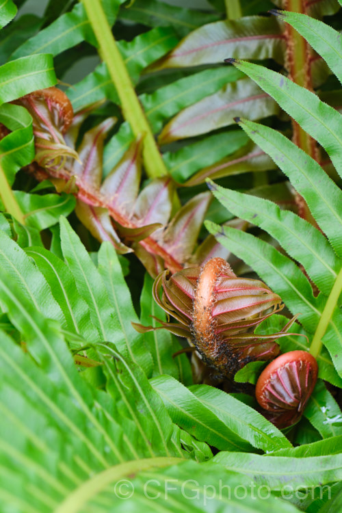 Blechnum brasiliense, a tree fern native to the tropical forests of Brazil and Peru. It is notable for its bright red new growth and almost plastic-textured fronds, which can grow to 90cm long. This species will develop a short trunk up to 1m tall