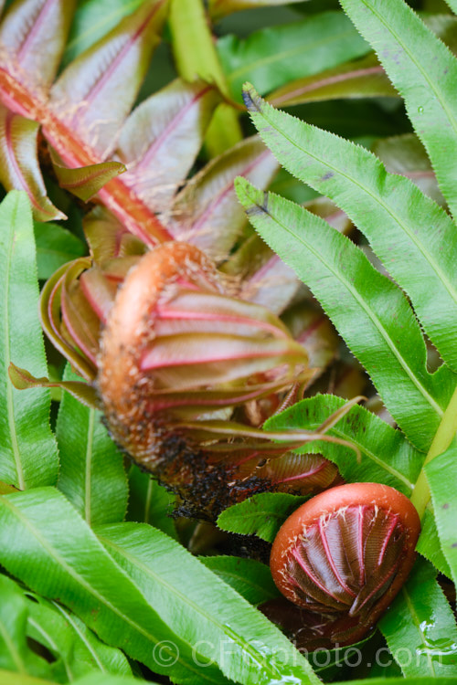 Blechnum brasiliense, a tree fern native to the tropical forests of Brazil and Peru. It is notable for its bright red new growth and almost plastic-textured fronds, which can grow to 90cm long. This species will develop a short trunk up to 1m tall