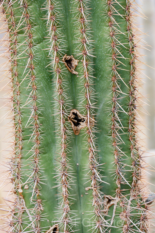 A Saguaro (<i>Carnegiea gigantea</i>) cactus showing how the stems often develop hollow cavities, which make great homes for desert wildlife, especially birds. This tall, branching cactus is native to the southwest of the United States and nearby parts of Mexico.. Order: Caryophyllales, Family: Cactaceae