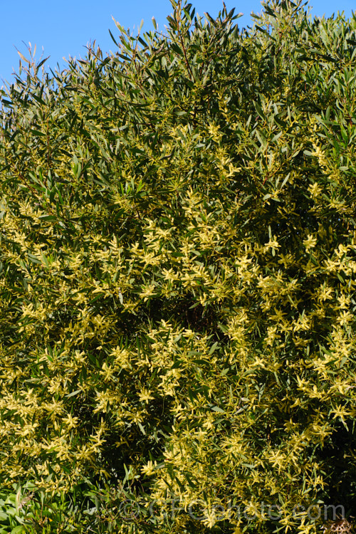 Coastal Wattle (<i>Acacia sophorae</i>), an autumn- to winter-flowering, evergreen shrub or small tree native to eastern Australia, including Tasmania, where it is often found growing on coastal sand dunes. It is sometimes considered a subspecies of Acacia longifolia. Order: Fabales, Family: Fabaceae