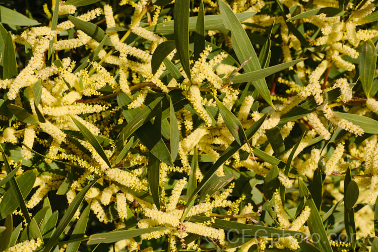 Coastal Wattle (<i>Acacia sophorae</i>), an autumn- to winter-flowering, evergreen shrub or small tree native to eastern Australia, including Tasmania, where it is often found growing on coastal sand dunes. It is sometimes considered a subspecies of Acacia longifolia. Order: Fabales, Family: Fabaceae