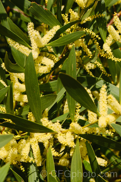 Coastal Wattle (<i>Acacia sophorae</i>), an autumn- to winter-flowering, evergreen shrub or small tree native to eastern Australia, including Tasmania, where it is often found growing on coastal sand dunes. It is sometimes considered a subspecies of Acacia longifolia. Order: Fabales, Family: Fabaceae