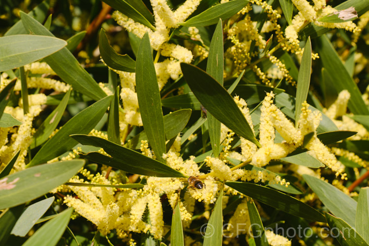 Coastal Wattle (<i>Acacia sophorae</i>), an autumn- to winter-flowering, evergreen shrub or small tree native to eastern Australia, including Tasmania, where it is often found growing on coastal sand dunes. It is sometimes considered a subspecies of Acacia longifolia. Order: Fabales, Family: Fabaceae