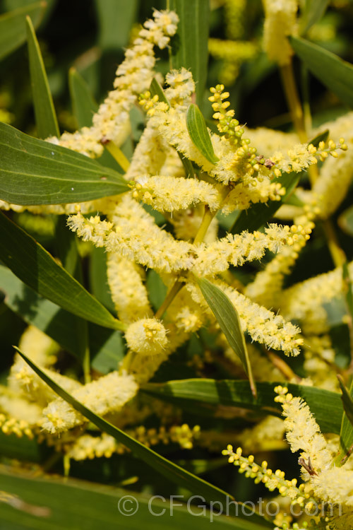 Coastal Wattle (<i>Acacia sophorae</i>), an autumn- to winter-flowering, evergreen shrub or small tree native to eastern Australia, including Tasmania, where it is often found growing on coastal sand dunes. It is sometimes considered a subspecies of Acacia longifolia. Order: Fabales, Family: Fabaceae