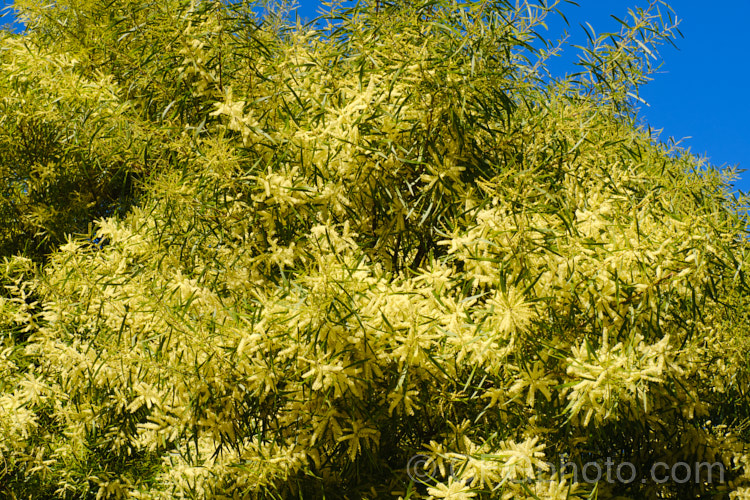 Gossamer Wattle or Sallow Wattle (<i>Acacia floribunda</i>), a large, willowy stemmed, evergreen shrub or small tree native to southeastern Australia. It grows to around 5m tall and flowers in late winter to spring, producing short spikes of cream to soft yellow flowers. The young foliage is often slightly red-tinted. Order: Fabales, Family: Fabaceae