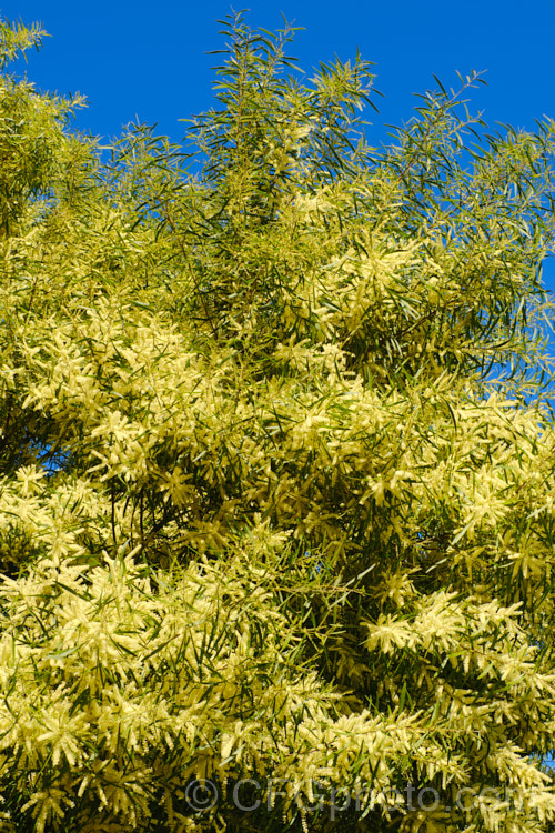 Gossamer Wattle or Sallow Wattle (<i>Acacia floribunda</i>), a large, willowy stemmed, evergreen shrub or small tree native to southeastern Australia. It grows to around 5m tall and flowers in late winter to spring, producing short spikes of cream to soft yellow flowers. The young foliage is often slightly red-tinted. Order: Fabales, Family: Fabaceae