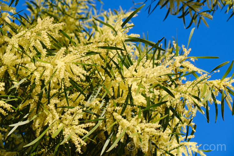 Gossamer Wattle or Sallow Wattle (<i>Acacia floribunda</i>), a large, willowy stemmed, evergreen shrub or small tree native to southeastern Australia. It grows to around 5m tall and flowers in late winter to spring, producing short spikes of cream to soft yellow flowers. The young foliage is often slightly red-tinted. Order: Fabales, Family: Fabaceae