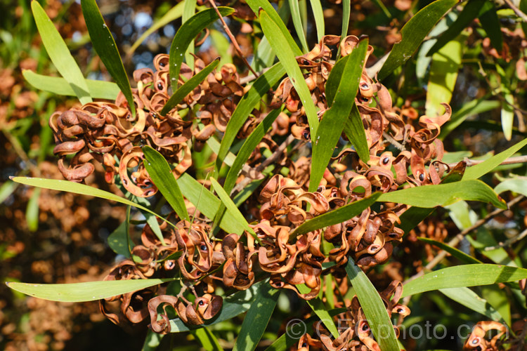 Mature, open seedpods of Blackwood (<i>Acacia melanoxylon</i>), a Tasmanian tree that grows to around 30m tall It is an important timber tree that is also coppiced to provide firewood. Order: Fabales, Family: Fabaceae