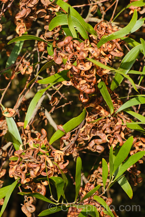 Mature, open seedpods of Blackwood (<i>Acacia melanoxylon</i>), a Tasmanian tree that grows to around 30m tall It is an important timber tree that is also coppiced to provide firewood. Order: Fabales, Family: Fabaceae