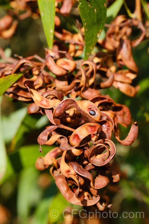 Mature, open seedpods of Blackwood (<i>Acacia melanoxylon</i>), a Tasmanian tree that grows to around 30m tall It is an important timber tree that is also coppiced to provide firewood. Order: Fabales, Family: Fabaceae