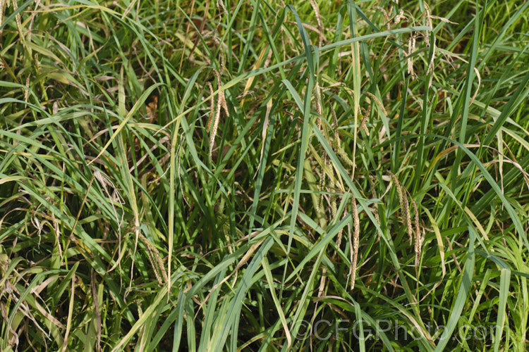 Paspalum dilitatum photo at Pictures of Plants stock image library