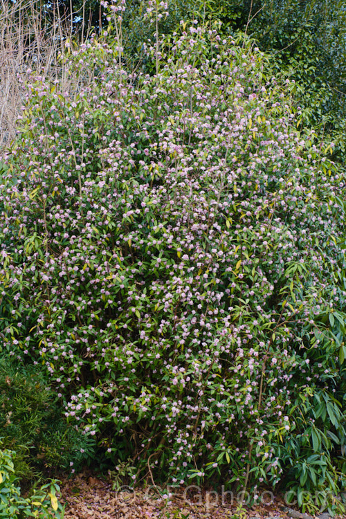 Daphne bholua, an evergreen to semi-deciduous 2-4m tall shrub. This very fragrant winter- to early spring-flowering daphne is native to the eastern Himalayan region. Order: Malvales, Family: Thymelaeaceae