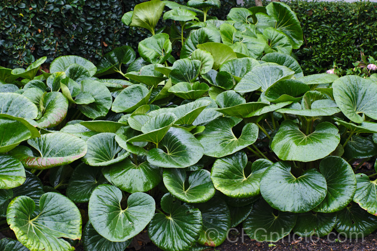 Farfugium japonicum var. giganteum (syns. Ligularia tussilaginea 'Gigantea', Farfugium reniforme</i>), a natural variety of a hardy evergreen Japanese perennial that while often grown as a foliage plant for its large, deep green leaves, produces nonetheless attractive heads of bright yellow daisy-like flowers in late autumn. Giganteum is an especially strong growing plant with large leathery leaves that can be up to 30cm across, their shape and size giving rise to the common name of tractor seats. Order: Asterales, Family: Asteraceae